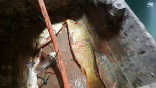 水库不弄200斤鱼货不回家。 2019-03-27 22点场
