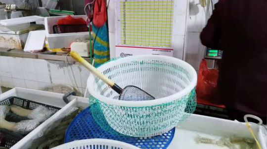 西北老狼哥哥发布了一个斗鱼视频2019-03-29