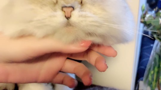 啾啾