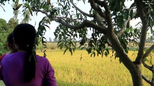 【水上人家】 荷花池旁烤排骨！田野生活是多么美好啊！