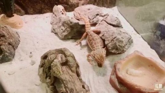 nyczpndq发布了一个斗鱼视频2019-03-30