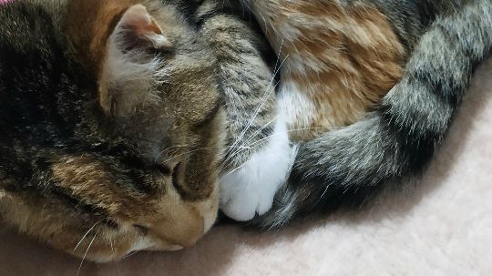 邻家宠膳宠物营养林老师分享宠物营养
