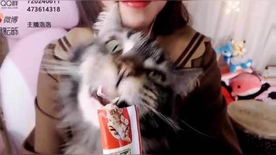 洛洛（划掉）可可的吃播：猫零食咖啡条