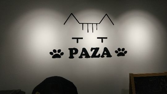 参观寄养的猫咪们