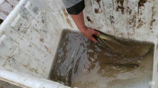 3年藕田即将干底 2019-04-02 14点场