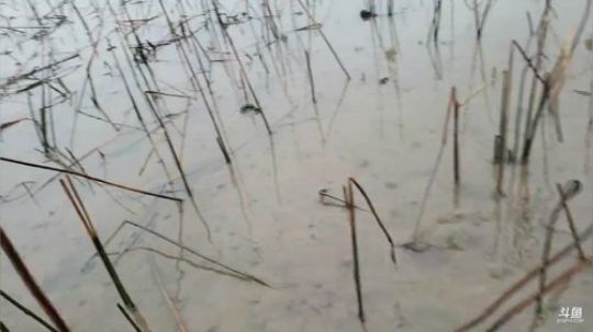 3年藕田即将干底 2019-04-02 16点场