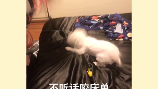霸气岑上线