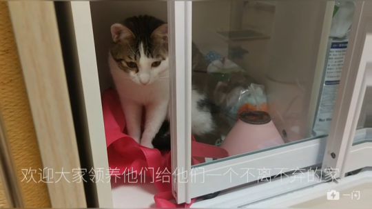 等待领养的猫咪们