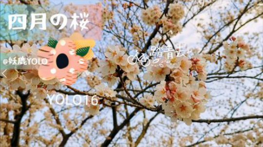 【妖鹿日常】2019四月初-东京赏樱散步 罗森樱花限定分享