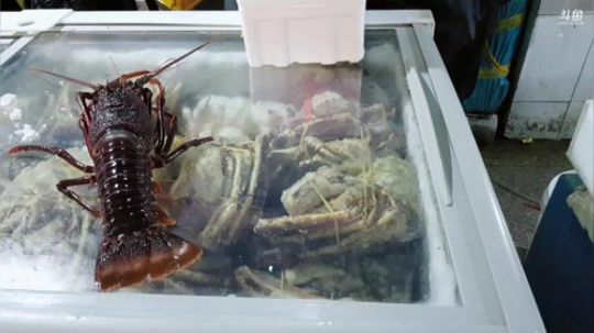 西北老狼哥哥发布了一个斗鱼视频2019-04-08