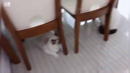 撸喵