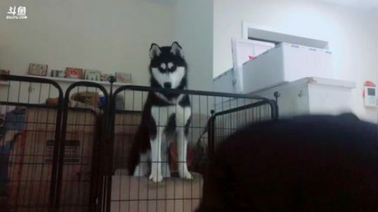 『最恶真武』来了来了 2019-04-11 06点场