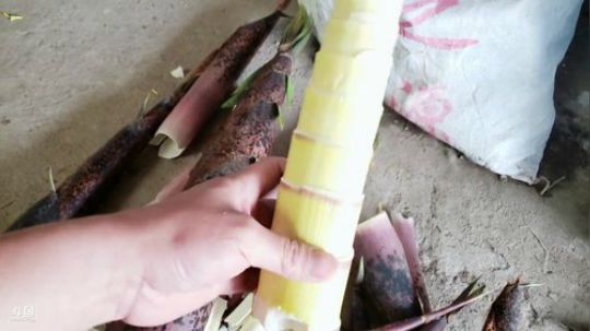 湖区收大地笼 2019-04-11 14点场