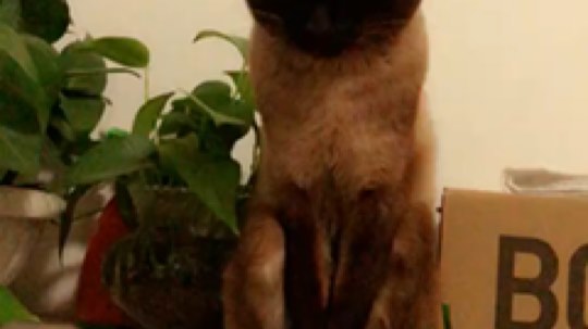 发鱼吧发鱼吧发鱼吧！

不想发游戏，想发汉堡，