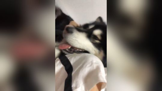 李丫丫丫丫丫丫发布了一个斗鱼视频2019-04-16