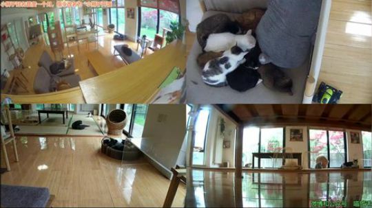 HHHISHHH发布了一个斗鱼视频2019-04-16