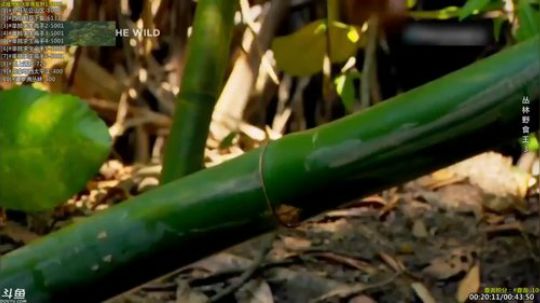 户外遛狗王飞哥发布了一个斗鱼视频2019-04-17