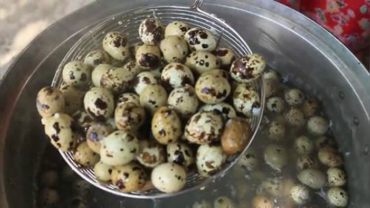 【野炊姐妹】美女吃板栗鸟蛋