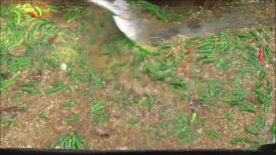 【阿三美食】印度乡村用200只鸡庆祝新年！