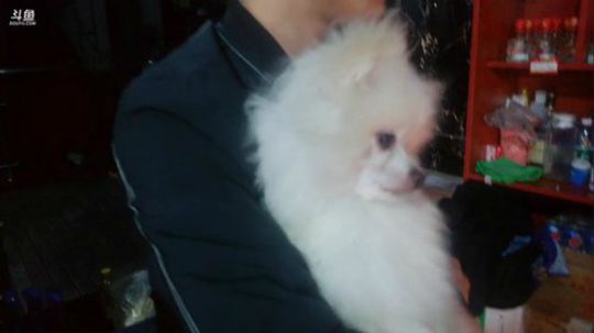 【斗鱼美食MAX上线】聚会第二天。 2019-04-20 21点场