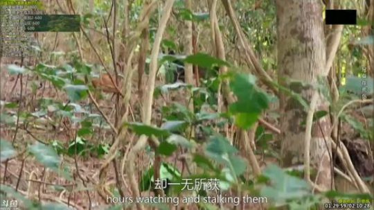 户外遛狗王飞哥发布了一个斗鱼视频2019-04-22