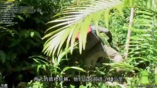 户外遛狗王飞哥发布了一个斗鱼视频2019-04-25