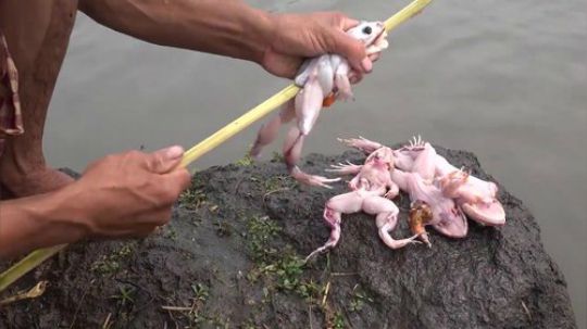 【荒野虫哥】~就地取材~原地消灭~这是打算祭河神吗？