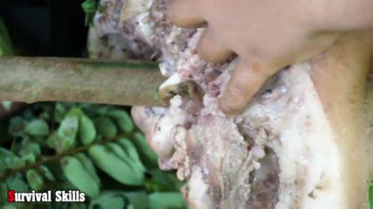 【荒野】 在野外捡到一个美味的大猪头！可把熊孩子们高兴坏了！