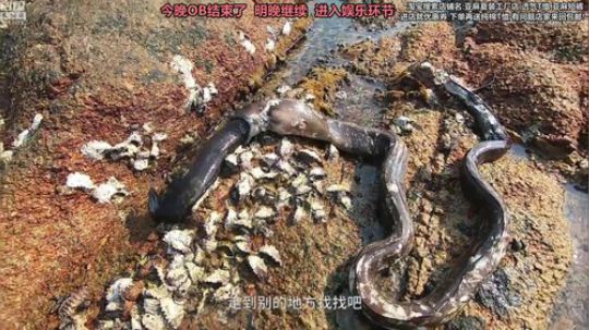 liyunanhj发布了一个斗鱼视频2019-04-25