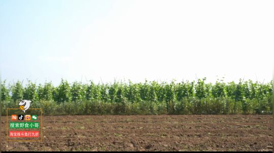 Tiramisu我喜欢发布了一个斗鱼视频2019-04-28