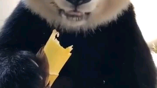 热爱劳动的小伙伴们节日快乐！



吃了吗？