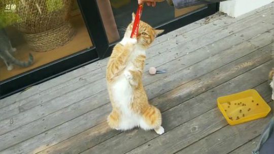 我在斗鱼看猫粮战士直播户外