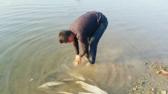 还账tv不弄150斤鱼不回家。 2019-05-02 17点场