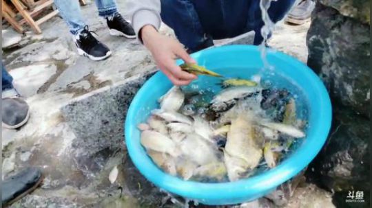 仙岛湖老骆基地做客 2019-05-01 10点场