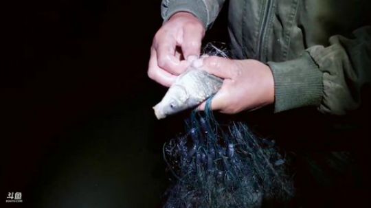 收地龙环节 2019-05-08 21点场