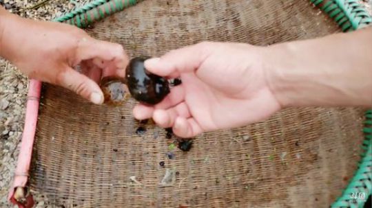 徒手摸甲鱼（目标3个） 2019-05-09 13点场