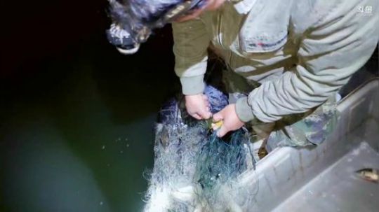 收地龙环节 2019-05-08 21点场