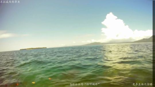 北苏拉威西看珊瑚 2019-05-12 10点场