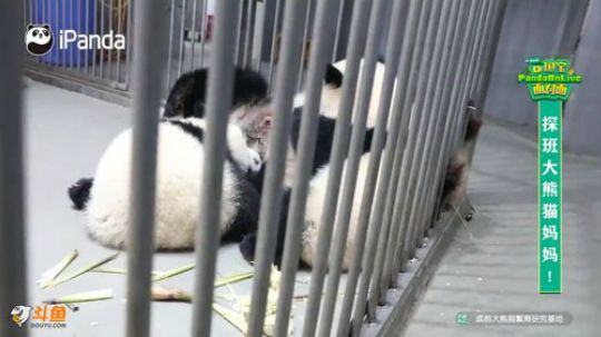 熊猫界母亲节的正确打开方式 2019-05-12 14点场