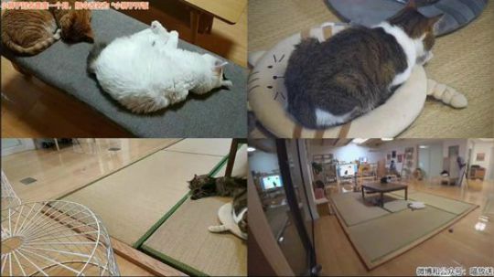 我在斗鱼看喵放送直播户外