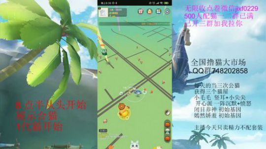 从1代开始慢慢合猫5月18日晚上8点半