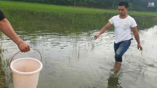 扣黄鳝啦货真多。 2019-05-19 16点场