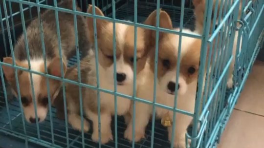我家的小可爱