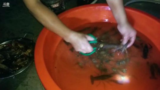 宵夜龙虾脱水面。 2019-05-18 21点场