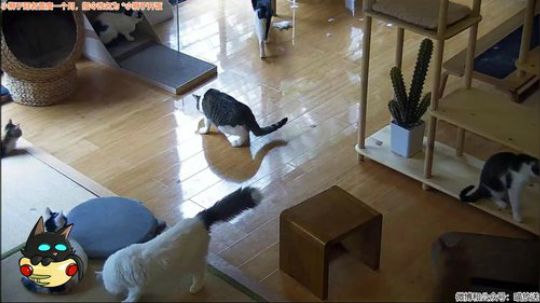 HHHISHHH发布了一个斗鱼视频2019-05-18