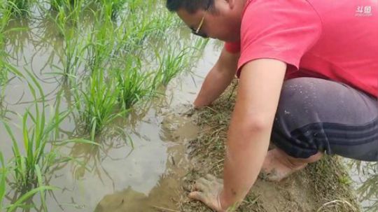 扣黄鳝啦。 2019-05-19 14点场