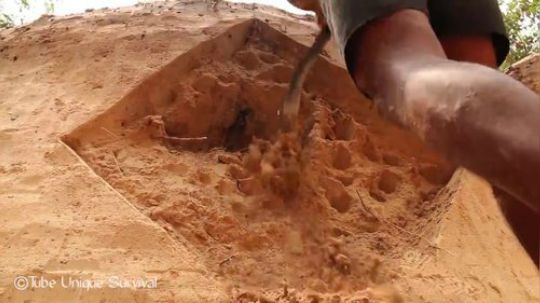 【躺尸兄弟】丛林开发商之2