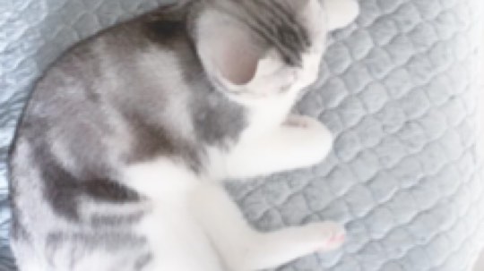 喵喵喵，我家呸呸