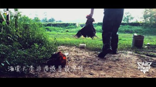 鸡你太美