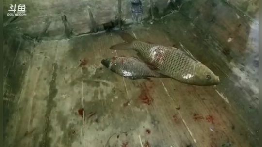 水库叉鱼弄巨货。 2019-05-23 21点场